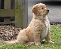 Zlatý retriever