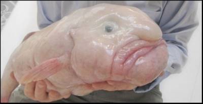 b2ap3_thumbnail_blobfish.jpg