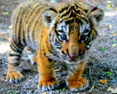 b2ap3_thumbnail_cute-little-tiger-wallpaper-1280x1024-536672784e16c.jpg