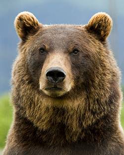 b2ap3_thumbnail_grizzly1.jpg