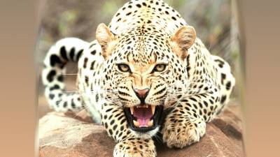 b2ap3_thumbnail_leopard-roar-wide-desktop-wallpaper-in-high-resolution-free.jpg