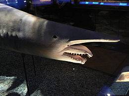 b2ap3_thumbnail_shark.jpg