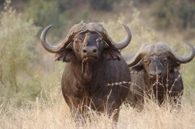 b2ap3_thumbnail_velky-buffalo3.jpg