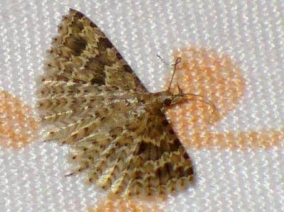 b2ap3_thumbnail_a.-hexadactyla.jpg