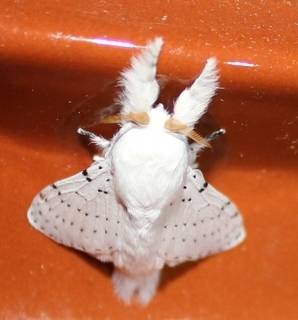 b2ap3_thumbnail_artace-cribarius.jpg