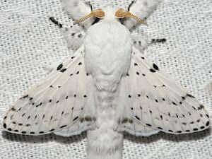 b2ap3_thumbnail_artace-cribarius.jpg-2.jpg