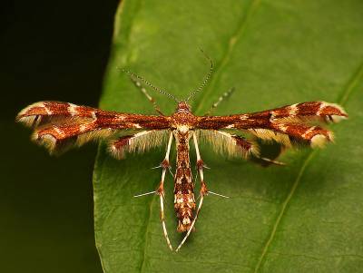 b2ap3_thumbnail_geina-didactyla.jpg