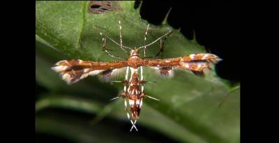 b2ap3_thumbnail_geina-tenuidactylus-3.jpg