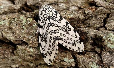 b2ap3_thumbnail_giant-leopard-moth-2.jpg