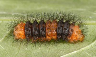 b2ap3_thumbnail_giant-leopard-moth-3.jpg