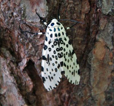 b2ap3_thumbnail_giant-leopard-moth.jpg