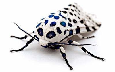 b2ap3_thumbnail_moth.jpg