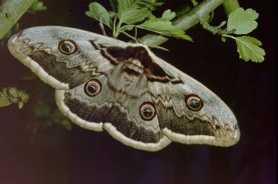 b2ap3_thumbnail_saturnia-pyri-female.jpg