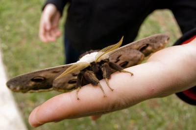 b2ap3_thumbnail_saturnia-pyri-hand.jpg