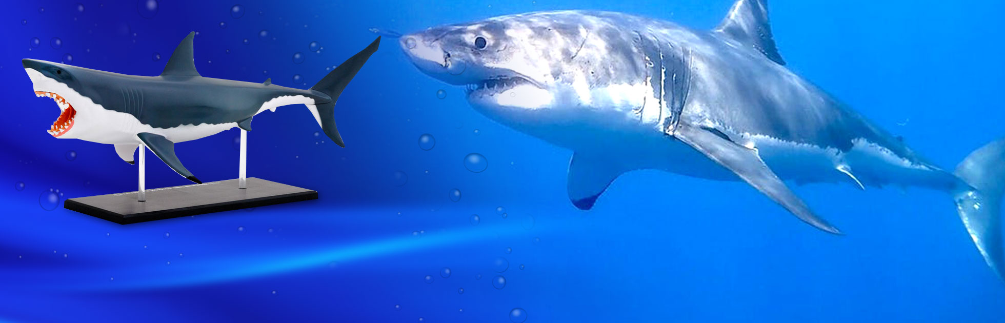 shark-background2